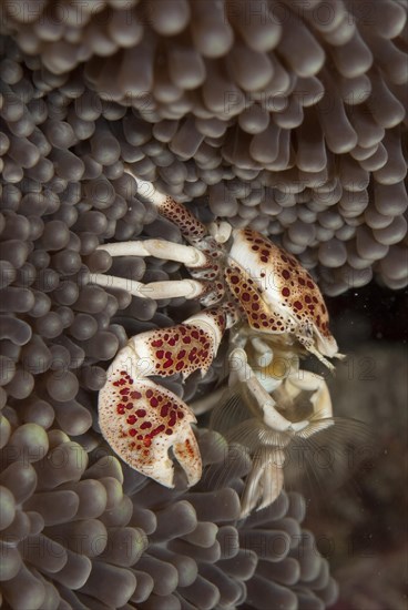 Anemone Porcelain Crab