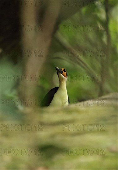 White-necked Rockfowl