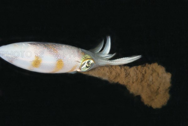 Bigfin reef squid