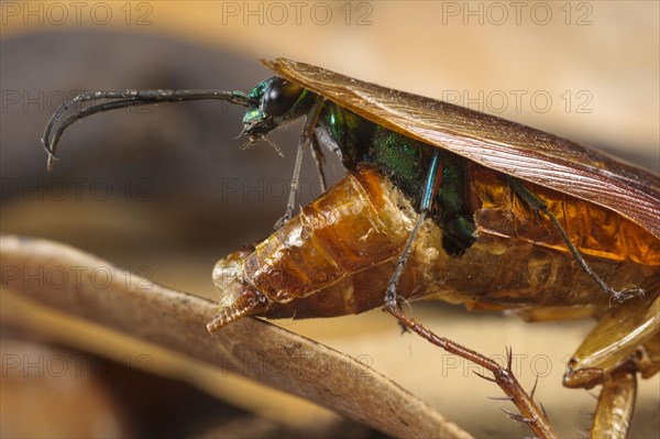 Emerald cockroach wasp