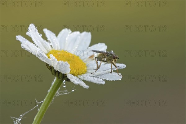 Yellow Dungfly