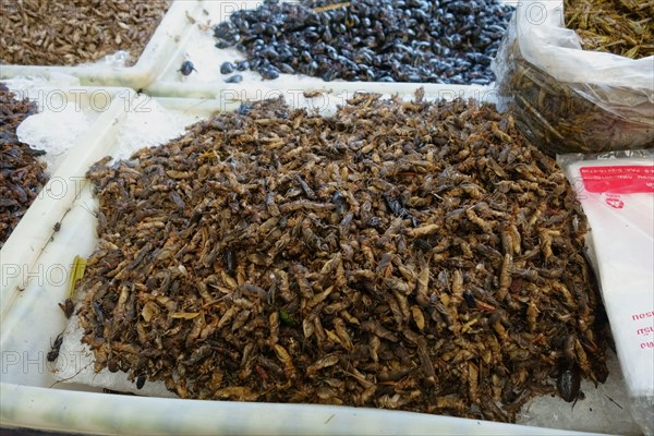 Edible crickets