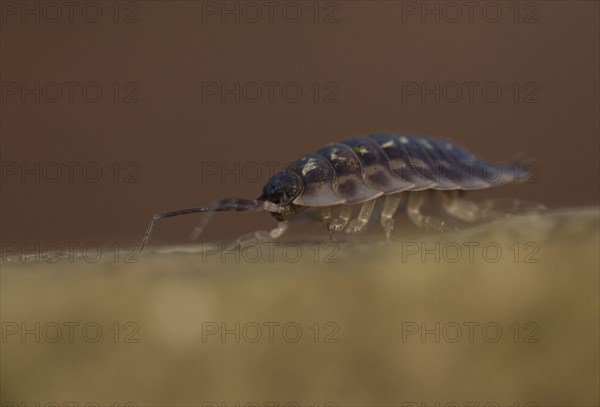 Common Woodlouse