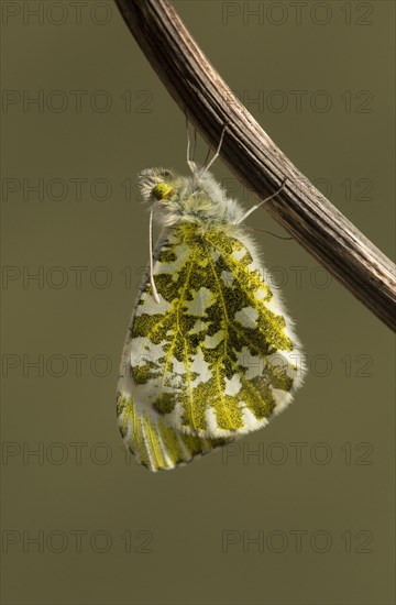 Orange-tip Butterfly