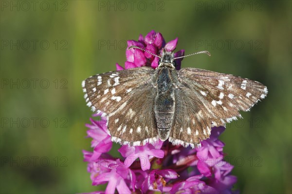 Safflower Skipper