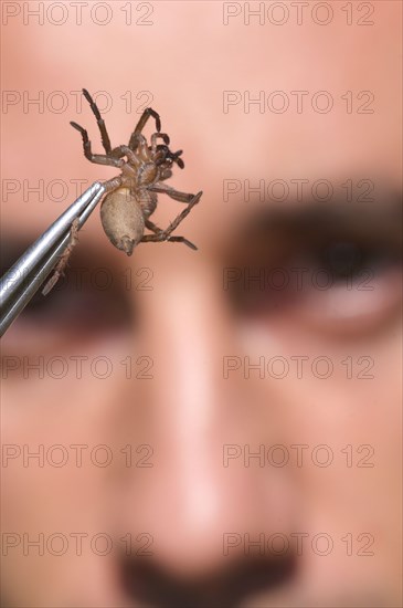 Arachnologist observes spider in tweezers for study