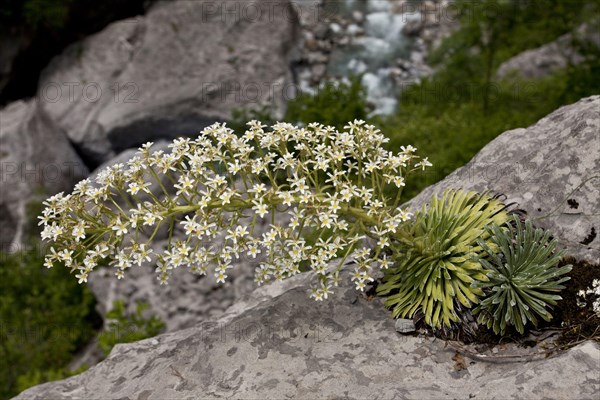 Pyrenean Saxifrage