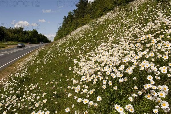 Ox-eye Daisy