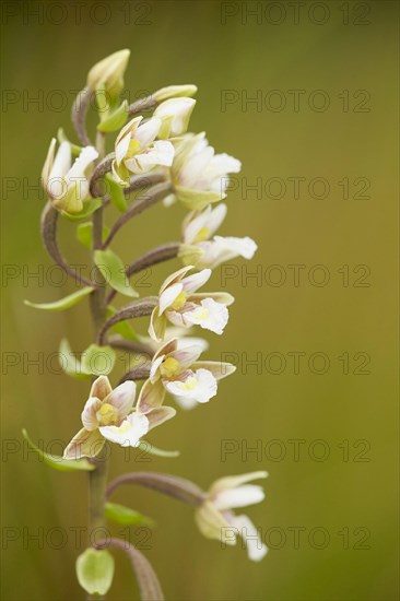 Marsh Helleborine