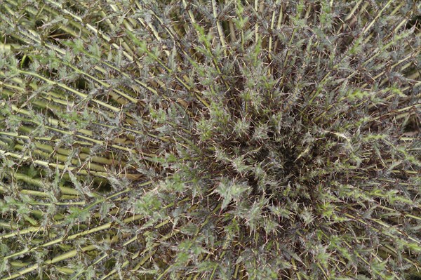 Marsh Thistle