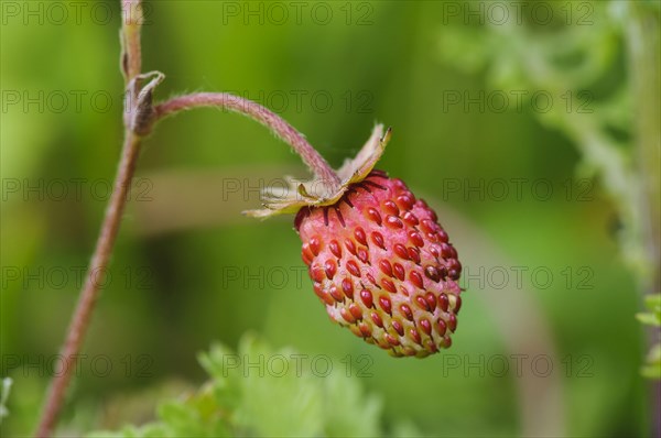 Wild Strawberry