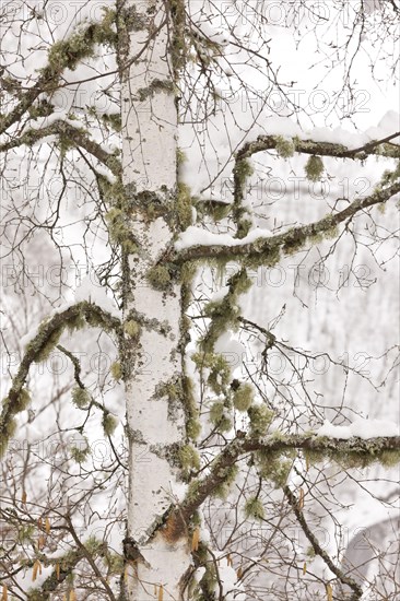 Warty birch