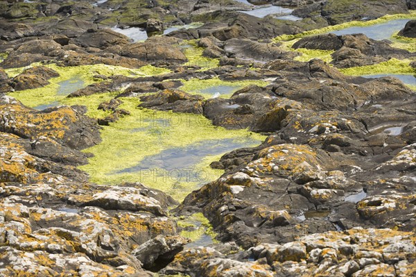 Coastal rock pools at low tide