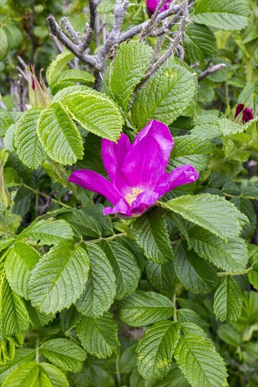 Japanese rugosa rose