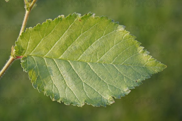 English Elm