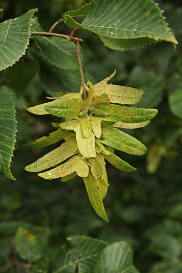 European european hornbeam