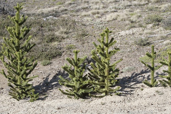 Monkey Puzzle