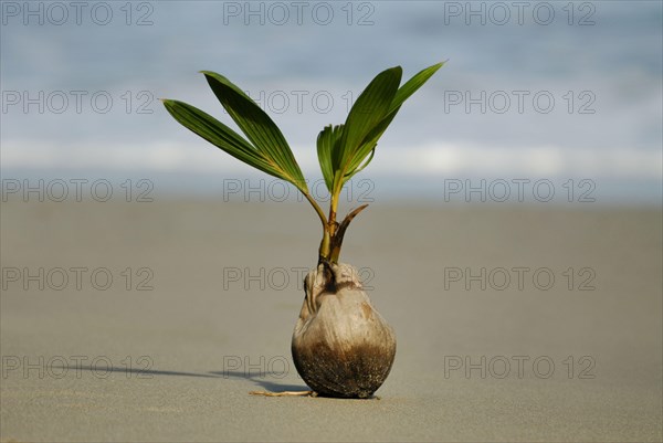 Coconut Palm