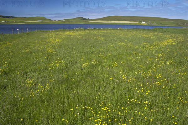 Wildflowers on the edge of the freshwater loch