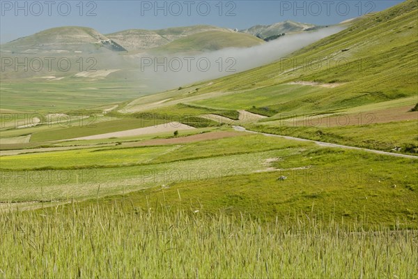 View of flowery strip fields