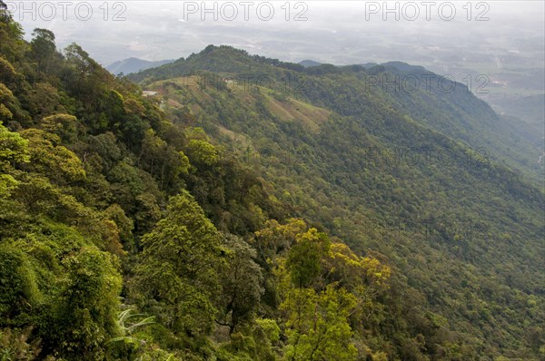 View of tropical forest habitat