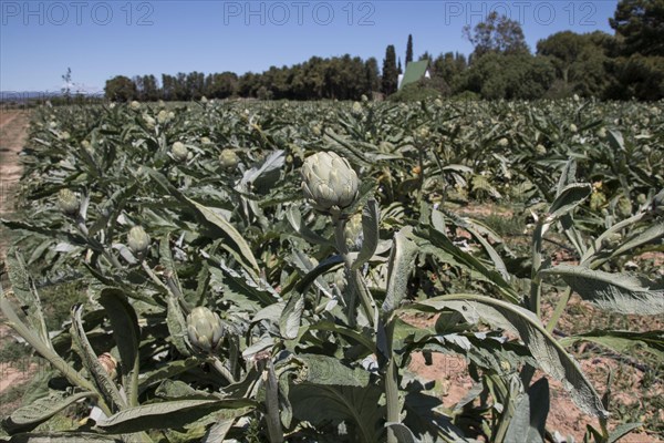 The artichoke