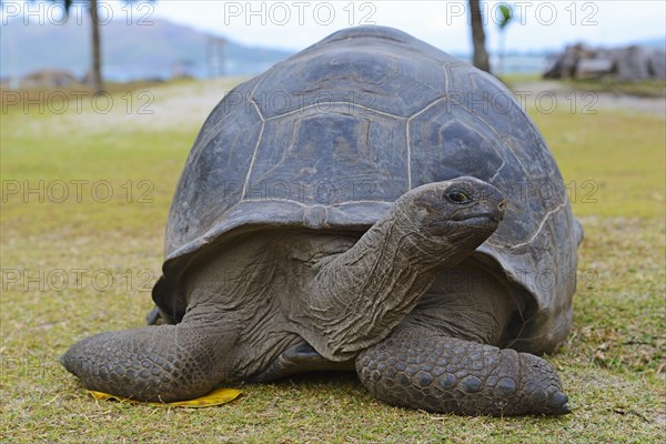 Aldabra giant tortoises