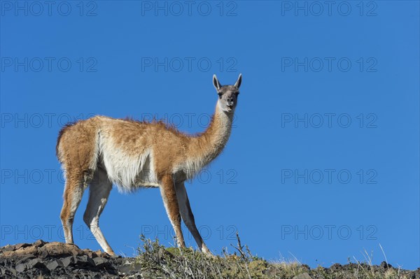 Guanaco