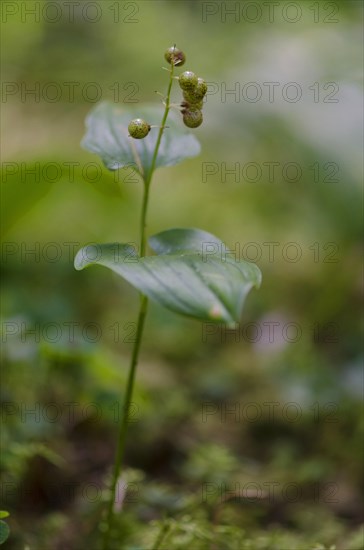 Two-leaved shade flower