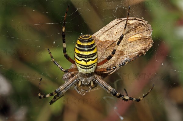 Wasp spider