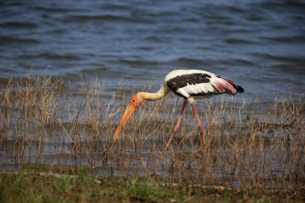 Painted stork