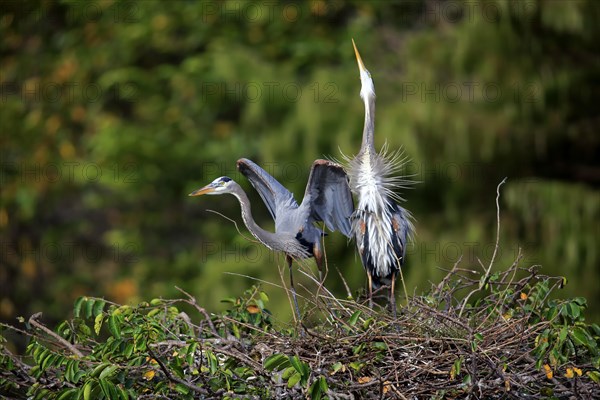 Great blue heron