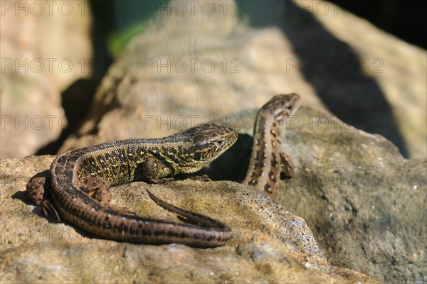 Sand lizard