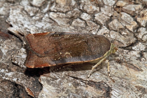 Langmaid's Yellow Underwing Moth