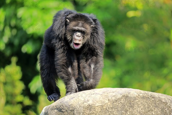 Chimpanzee