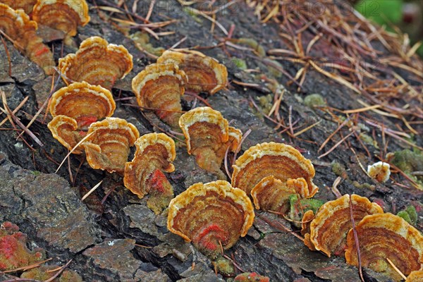 Oak layer fungus