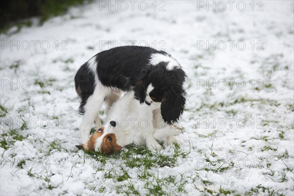 Cavalier King Charles Spaniel