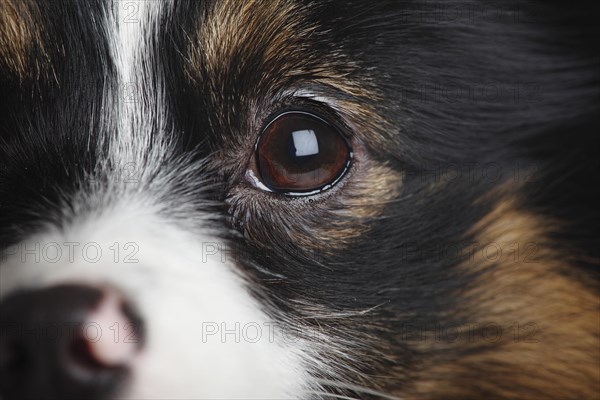 Mixed breed dog