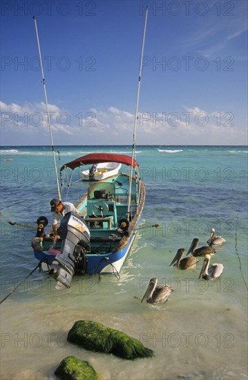 Marine pelican