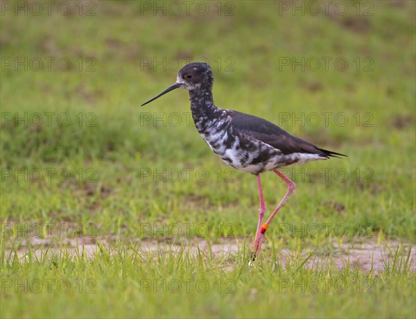 Black Stilt