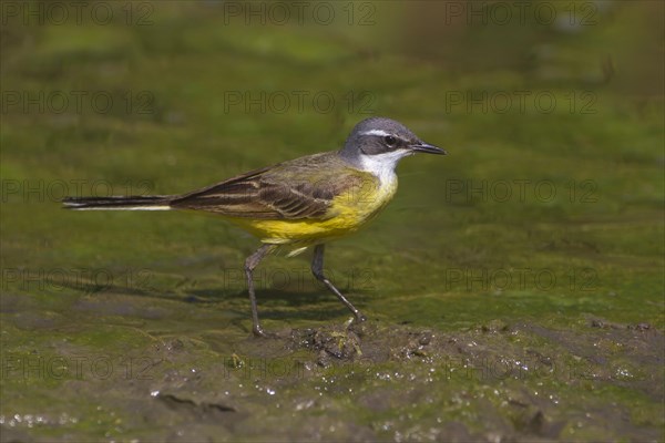 Spanish Wagtail