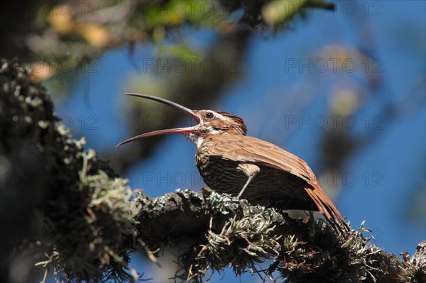 Scimitar-billed Woodcreeper