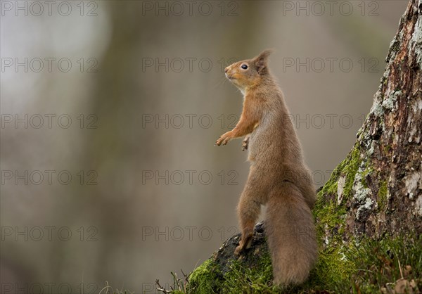 Eurasian red squirrel