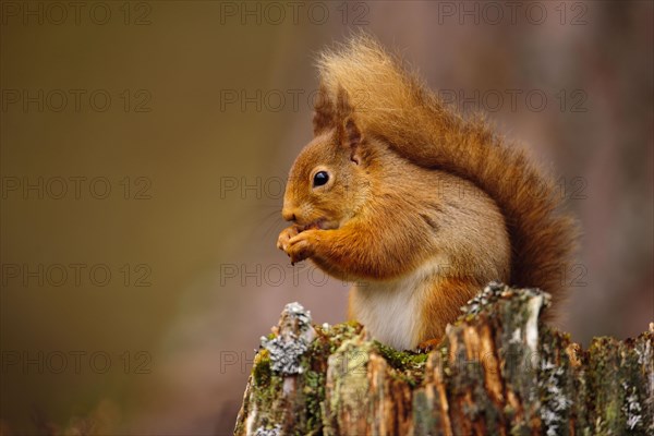 Adult Eurasian red eurasian red squirrel