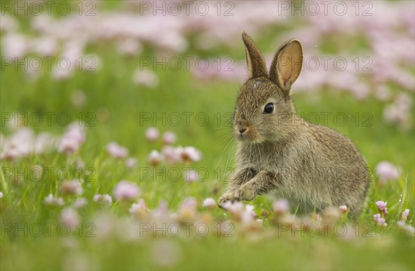 European rabbit