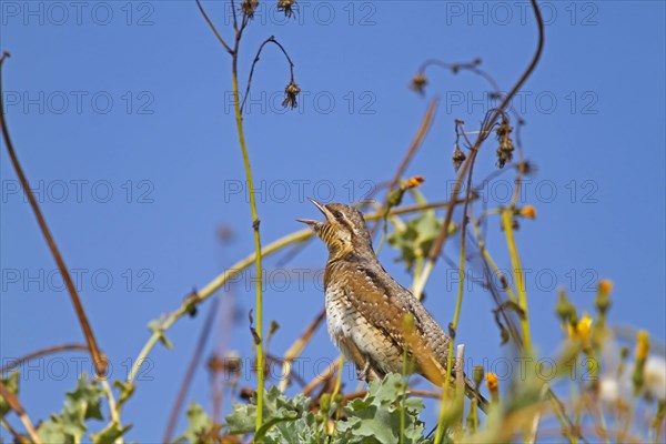 Eurasian Wryneck