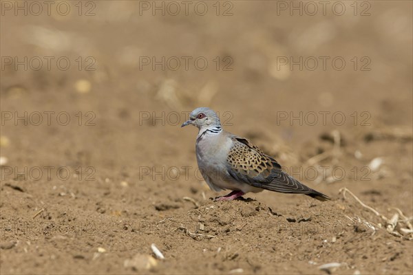 Eurasian turtle dove