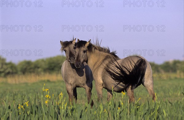 Konik Horse