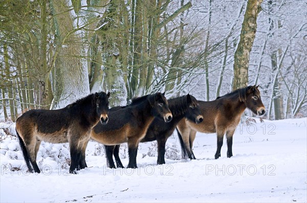 Exmoor pony