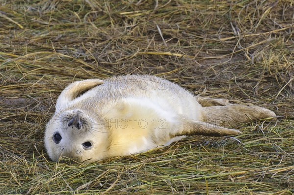 Grey seal